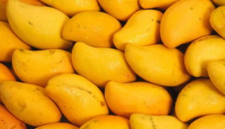 Pakistan Mango Industry Faces Crisis Amid Climate Change Water Shortage